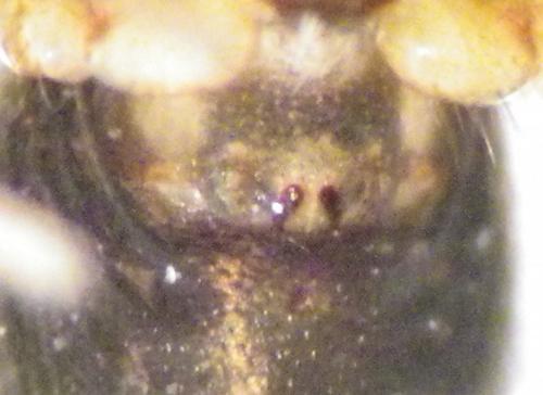 Réf. 273 740 : Oedothorax sp.